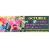 Maravillas Florales Paraguay: Plantas de orqudeas florecidas producidas in vitro