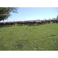 Vacas con cria y preadas
