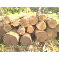 madera teca vendo panam 