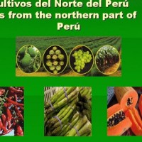 PREDIOS AGRICOLAS EN PERU DESDE 1,000 HAS A MAS