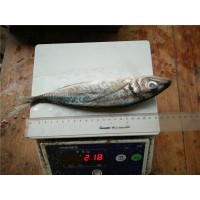 Horse mackerel  (Trachurus  japonicus) FAO 61