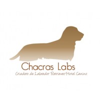Criadero Labrador Retriever