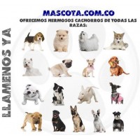 MASCOTA.COM.CO