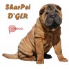 SHARPEI DGLR