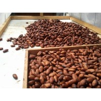 GRANOS DE CACAO ORGANICO