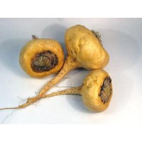 MACA -Lepidium meyenii