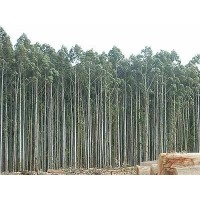 Eucaliptus en varas