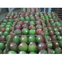 fruta fresca ,mango kent tipo exportacion