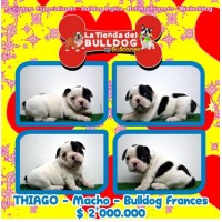 Bulldog Frances de Criadero Bullcanes