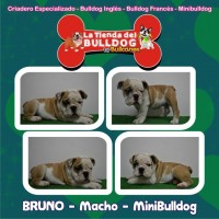 Bulldog Ingles Cachorros Hermosos de Bullcanes