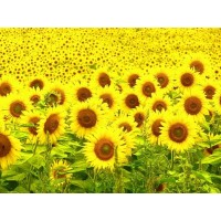 GIRASOL - SUNFLOWER