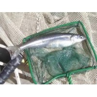 VENDO JAULA PARA LA CRIANZA DE PECES,BUSCAMOS REPRESENTANTES