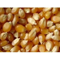 Compro Maiz Pisingallo - Pop Corn