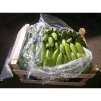 Banana  cavendish