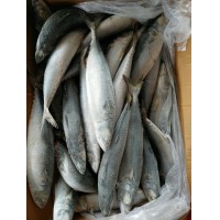 Caballa (scomber japonicus) 500g+ whatsapp 86-15214790437