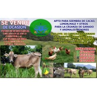 Venta de Fundo Agricola y ganadero