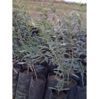 Plantas de olivos y estacas a raiz descubierta