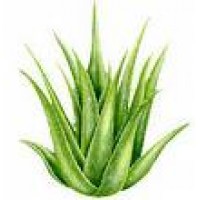 Organic Aloe Vera