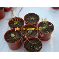 Droseras  Plantas carnivoras